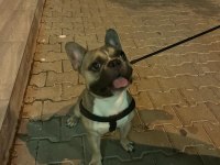 1 Yaşında Fawn Erkek French Bulldog
