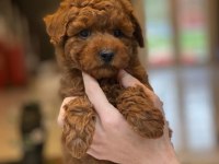 BİR BİRİNDEN SEVİMLİ POODLE BEBEKLERİ