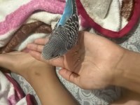 Evcil jumbo kırığı muhabbet kuşu yavru