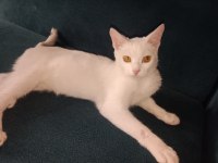 VAN KEDİSİ PRENSESE ÖMÜRLÜK YUVA