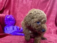 MİNİ RED TOY POODLE KIZIMIZ