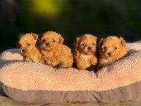 KOREA TEACUP MİCRO MALTIPOO BEBEKLERİMİZ