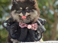 Sevimli Black Tan Pomeranian