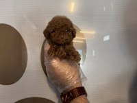 Teacup Toy Poodle Yavrularımız