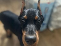 Şecereli doberman yavruları