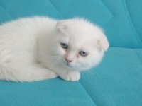 Sütten yeni kesilmiş scottish fold yavrular