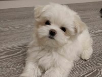 Maltipoo Bebeklerimiz