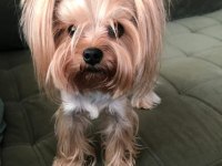 Yorkshire terrier yavrular