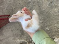HOLLANDA LOP YAVRU TAVŞAN