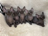 sphynx sfenks tüysüz dişi erkek yavruları