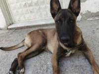Sahibinden sahiplendirilecek malinois