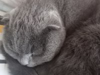 Scottish fold 4 yaşında kedimiz
