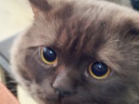 Nadir bulunan kedi türü chocolate british longhair