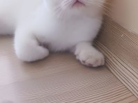 Scottish fold 3 aylık kedimiz