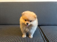Pomeranian boo yavrularımız