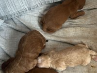 MÜKEMMEL ANNE BABAYA SAHİP TOY COCKAPOO