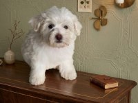 Maltese terrier yavru