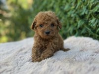 Toy poodle bebekler üst kalite