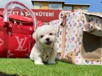TATLI TADINDA MALTESE TERİER