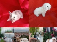 Cüce ve lop ırkı tavşan