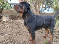 Erkek ve dişi rottweiler hatay da