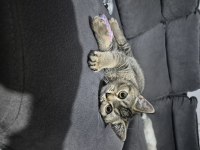 British shorthair Tiger desen