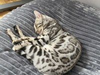 Elite Silver Bengal Kedisi Kitten Ozy