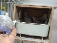 Eğitmelik Muhabbet Yavrular ve Hazır Çift Muhabbet Kuşları