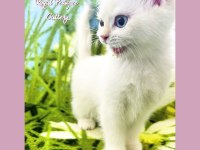 3 aylık BY33 british shorthair dişi