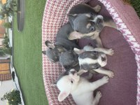 French bulldog dişi erkek yavrular