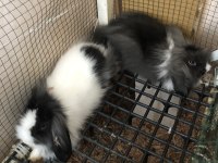 DİŞİ+ERKEK TAKIM HALİNDE TEDDY LOP TAVŞAN