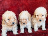Toy poodle yavruları