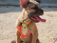 EFSANE ANATOMİ FRENCH BULLDOG