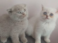 Isparta Son 2 Yavrum Uygun Puanla 1 Dişi Ve 1 Erkek
