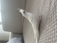 3 aylık evcil albino sultan papağanı