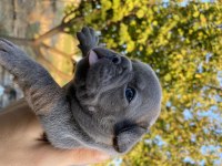 MAVİ GÖZLÜ BLUE FRANSIZ BULLDOG KÖPEĞİMİZ