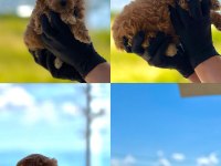 Maltipoo Dişi Erkek Bebekler