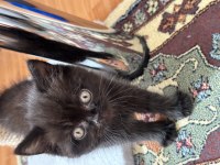 British longhair