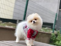 Güzellik harikası pomeranian bebekler