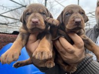 Heybetli Üst Kalite Doberman Yavrular