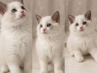 Ragdoll dişi ve erkek yavrular