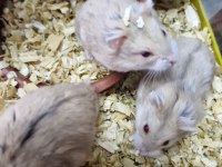 ELE ALIŞKIN YAVRU HAMSTERLAR