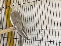 Uşak Sultan Papağanı