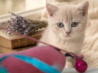British Shorthair Lilac Gold Disi Yavru