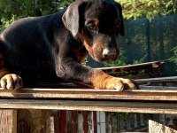 Şecereli Safkan Anne Babadan 2 Aylık Doberman Yavruları