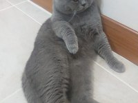 Aşırı yakışıklı british shorthair