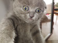 Dişi 2 adet scottish fold