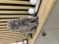 Scottish Fold Bebek