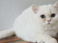 British shorthair ny 1233 dişi kedimiz