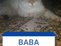 24 Eylül doğulu erkek scottish fold